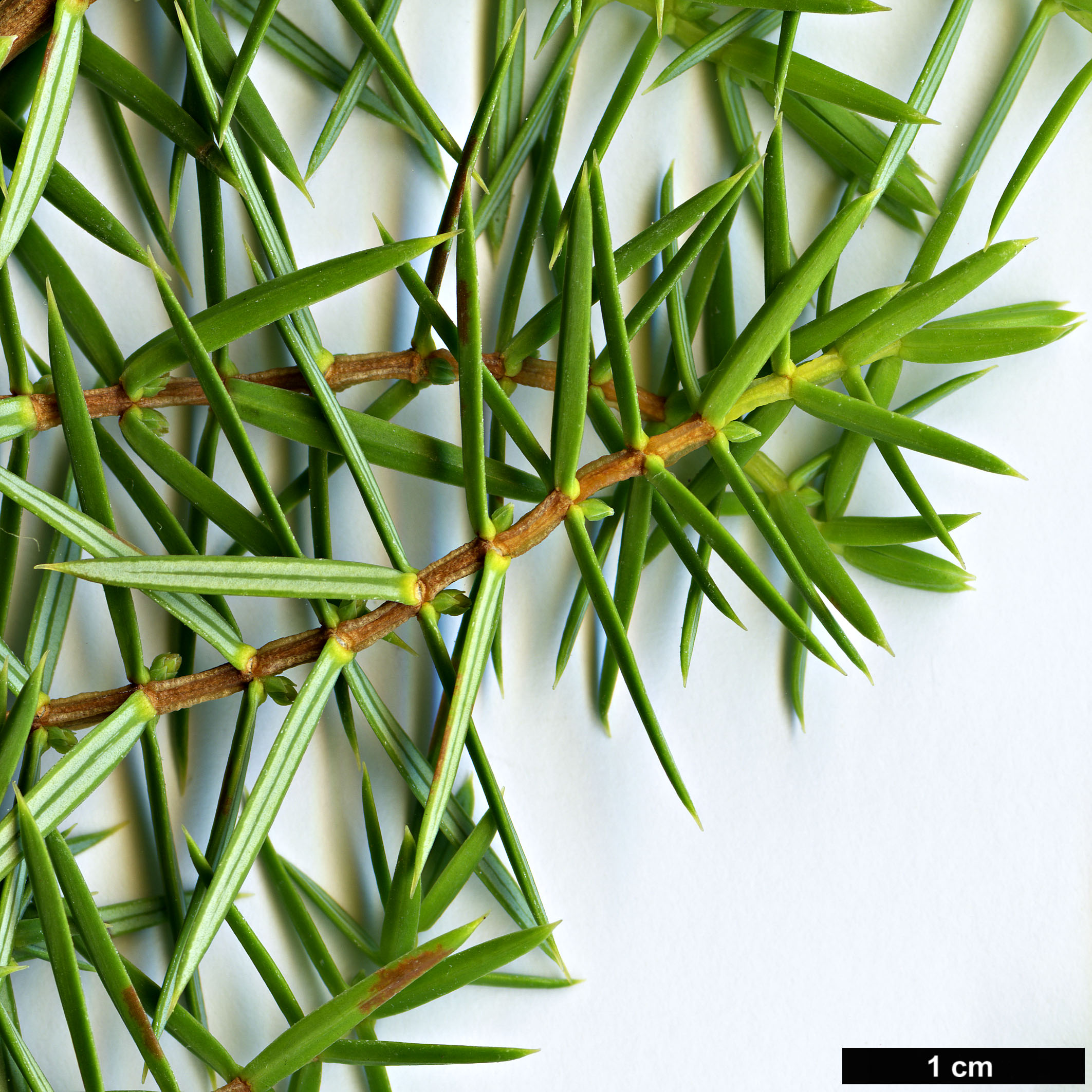 High resolution image: Family: Cupressaceae - Genus: Juniperus - Taxon: oxycedrus - SpeciesSub: subsp. oxycedrus